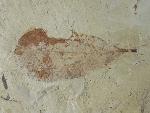 Fruchtstand indet. & Daphnogene polymorpha ETTINGSHAUSEN 1851 - Bild © FossNet FossilienStore
